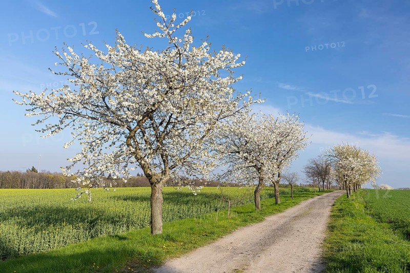 Cherry tree avenue (Prunus) in bloom, Klipphausen, Saxony, Germany, Europe