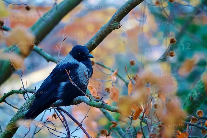 Hooded Crow on a tree, November, Germany, Europe