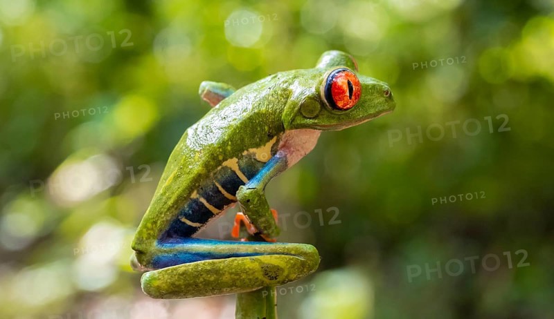 Red-eyed tree frog (Agalychnis callidryas), sitting on a branch, Heredia province, Costa Rica, Central America