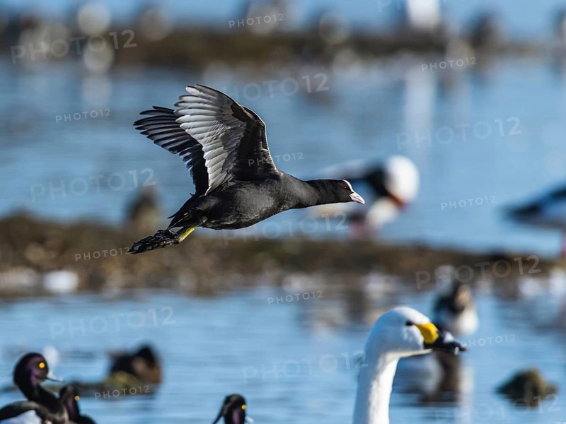 Eurasian Coot, Fulica atra, bird in flight over winter marshes