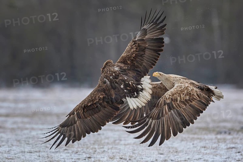 White-tailed eagle (Haliaeetus albicilla) foraging on a frozen lake, food envy, territory defence, aerial combat, adult eagle, pair, calling, courtship, Kampinoski National Park, Poland, Europe