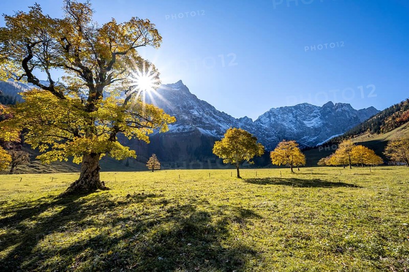 Sycamore maple with autumnal yellow foliage and Solaster endeca, large maple base in autumn, rocky mountain peaks with Spritzkarspitze in the background, Rißtal in the Eng, Tyrol, Austria, Europe