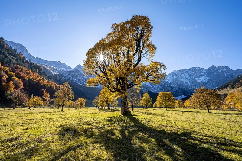 Sycamore maple with autumnal yellow foliage and Solaster endeca, large maple base in autumn, rocky mountain peaks with Spritzkarspitze in the background, Rißtal in the Eng, Tyrol, Austria, Europe