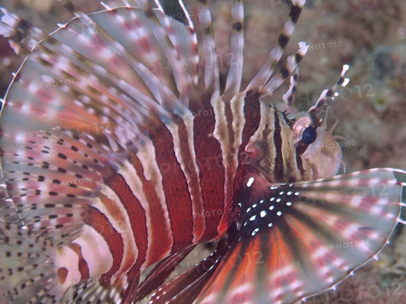 Close-up of a zebra dwarf lionfish (Dendrochirus zebra) with striking fin pattern, dive site Twin Reef, Penyapangan, Bali, Indonesia, Asia