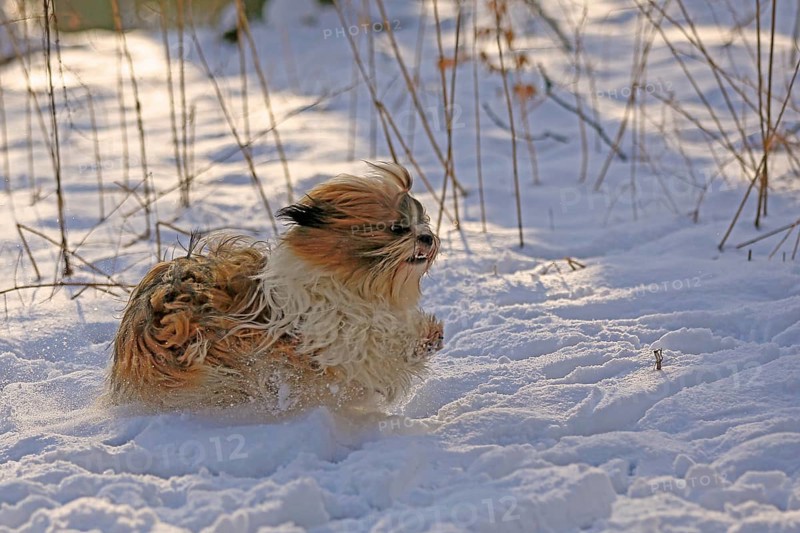 Lhasa Apso, Lhasa terrier, lion dog, Tibet, snow