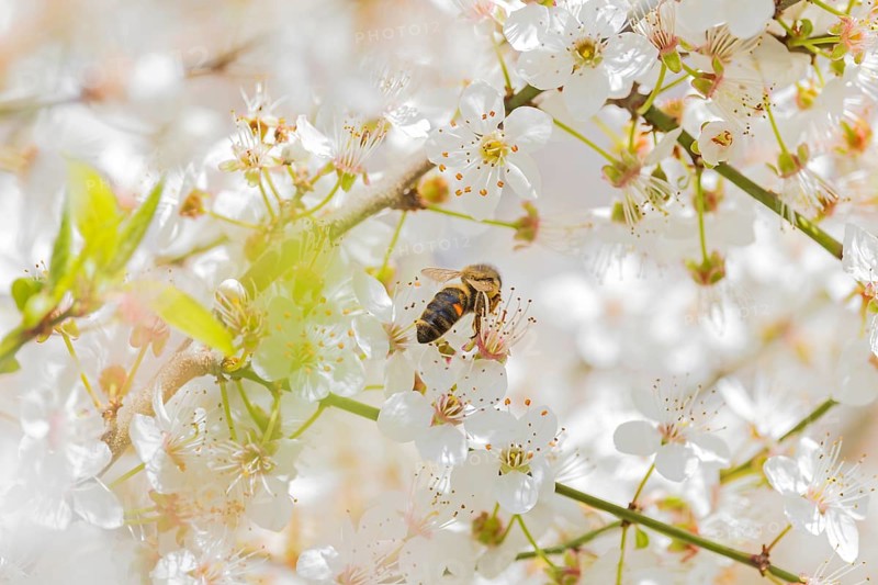 Western honey bee (Apis mellifera) fruit blossom, petals, honey bee, beekeeper, organic honey, health, food, pollination, mass harvesting, fruit tree, organic shop, bee diseases, varroa mite, biosphere reserve, Saxony-Anhalt, Germany, Europe