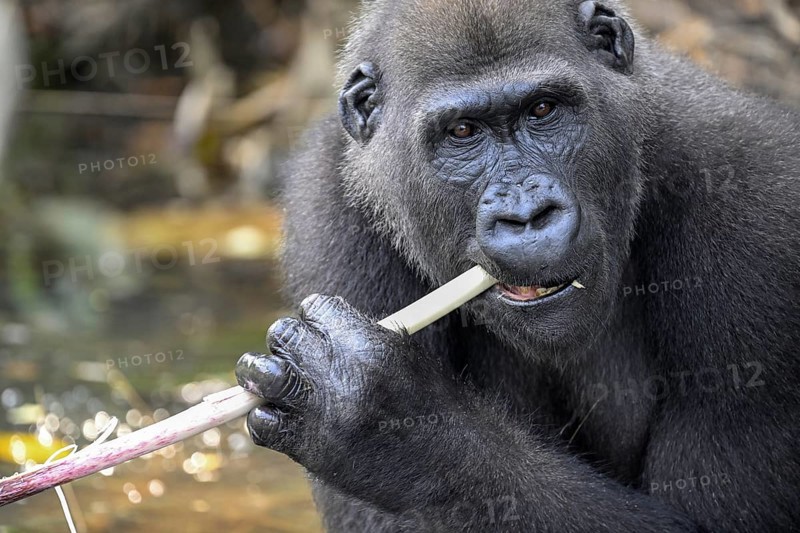 Western lowland gorilla (Gorilla gorilla gorilla) eating, male animal, Réserve Lésio-Louna nature reserve, near Moembe, Plateau department, Republic of Congo