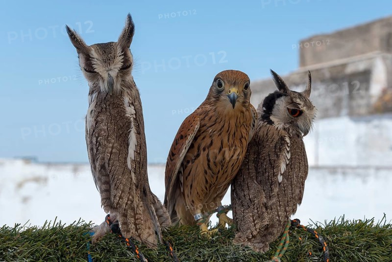 Two owls and a falcon side by side on a green background against an urban backdrop in daylight, captivity, Arcos de la Frontera, Cadiz province, Cadiz, Andalusia, Spain, Europe