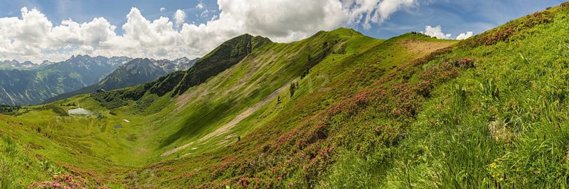 Alpine rose blossom, panorama from the Fellhorn over the Schlappoldsee and mountain station of the Fellhornbahn to the central main ridge of the Allgäu Alps