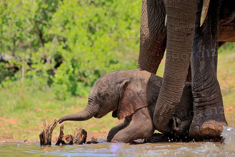 African elephant (Loxodonta africana), young animal, calf, baby elephant, mother, young animal with mother, at the water, Kruger National Park, Kruger National Park, South Africa, Africa
