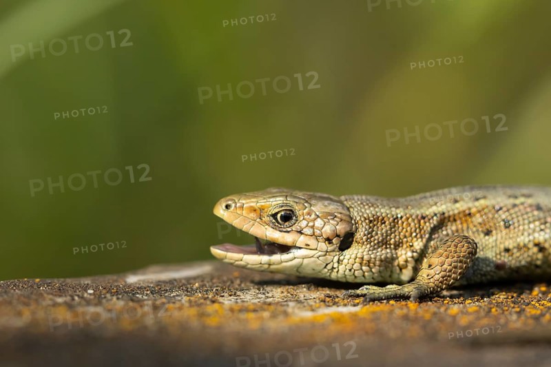 Common lizard (Zootoca vivipara) adult reptile with its mouth open on a wooden sleeper, England, United Kingdom, Europe