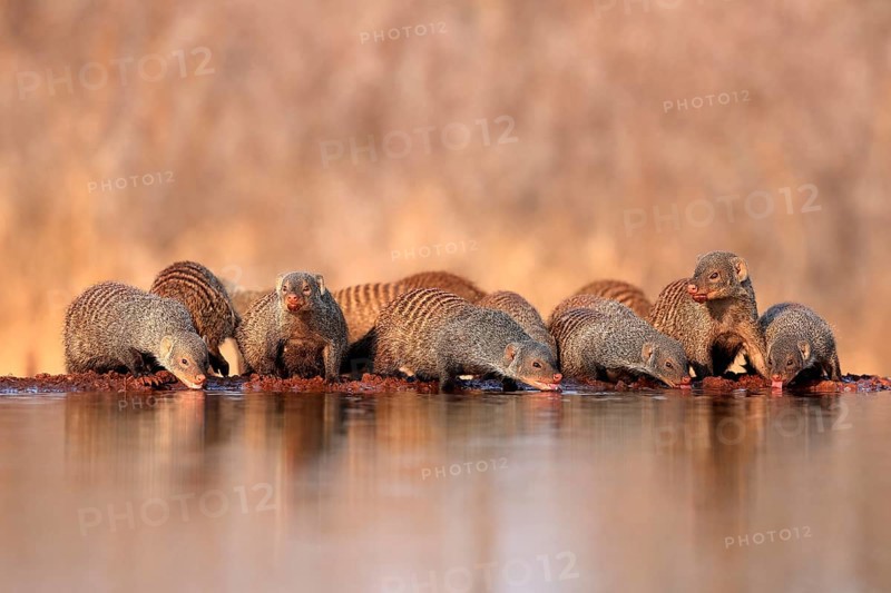 Zebra mongoose (Mungos mungo), adult, group, at the water, drinking, Kruger National Park, Kruger National Park, Kruger National Park South Africa