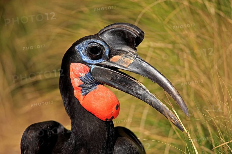 Red-faced Hornbill (Bucorvus leadbeateri), Red-cheeked Hornbill, Southern ground hornbill, Kaffir Hornbill, adult, portrait, Kruger National Park, Kruger National Park, South Africa, Africa