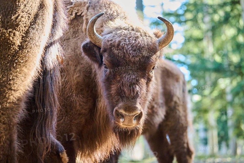 European bison (Bison bonasus) portrait in a forest in spring, Bavarian Forest, Germany, Europe