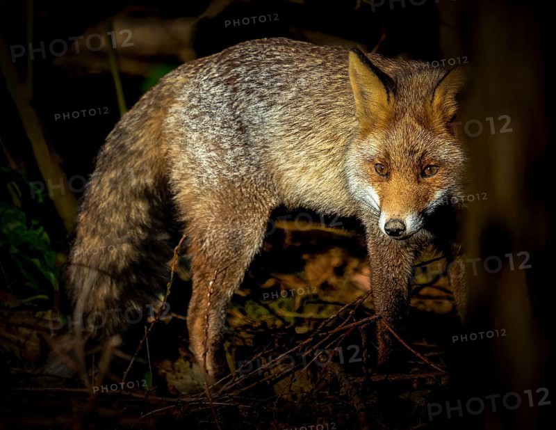 Red fox (Vulpes vulpes) standing in the thicket of the forest, hiding, curious, many branches around, Bochum, North Rhine-Westphalia, Germany, Europe