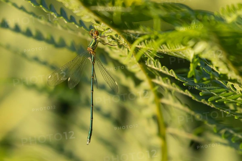 Emerald damselfly (Lestes sponsa) adult insect on a Bracken plant leaf in the summer, England, United Kingdom, Europe