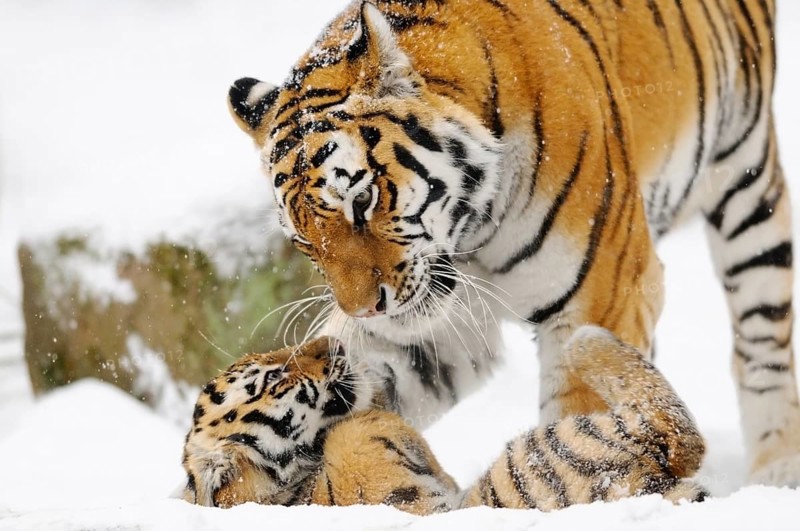 A tiger gently interacting with a young in a snowy forest, Siberian tiger (Panthera tigris altaica), captive, occurring in Russia, North Korea and China