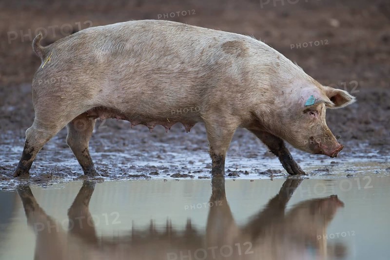 Domestic pig (Sus scrofa domesticus) adult farm animal standing by a puddle in a muddy field, England, United Kingdom, Europe