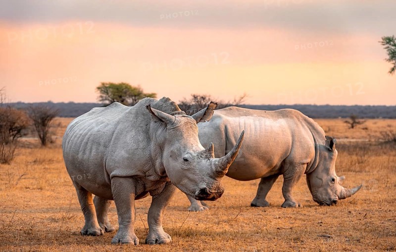 Southern white rhinoceros (Ceratotherium simum simum), two rhinos at sunset, Khama Rhino Sanctuary, Serowe, Botswana, Africa