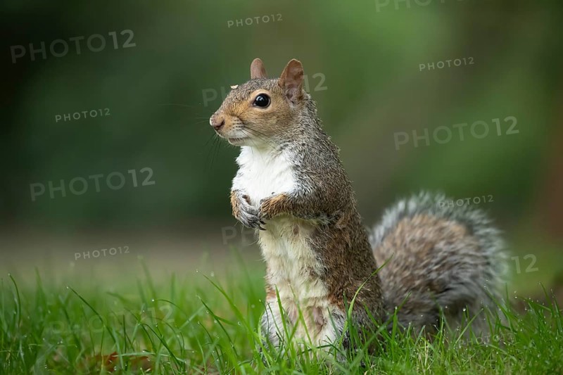 Grey squirrel (Sciurus carolinensis) adult animal on a garden grass lawn, England, United Kingdom, Europe