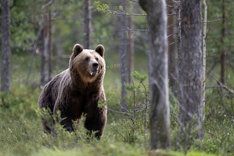 Brown bear (Ursus arctos) in the Finnish taiga, Kuusamo, Finland, Europe
