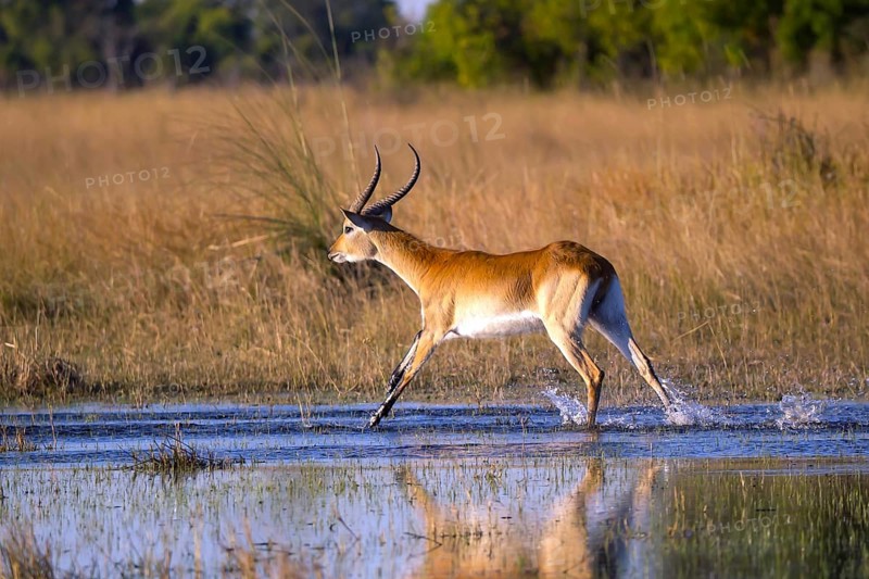 Red hartebeest, Africa, Botswana, (Kobus leche), Okovango Delta, Africa