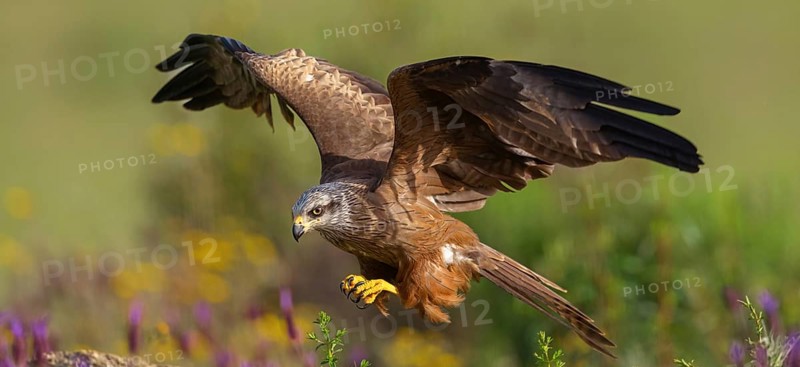 Black kite (Milvus migrans), flight photo, Hides De Calera / Steppe Raptors, Nussloch, Castilla La Mancha / Toledo, Germany, Europe