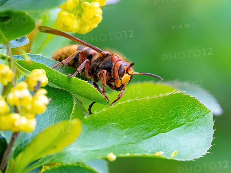 European hornet (Vespa crabro), insect, insects, macro, plant, garden, Neuhofen, Rhineland-Palatinate, Germany, Europe