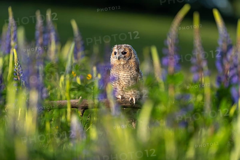 One young Ural owl (Strix uralensis) sitting on a branch lying in a field of flowering lupines in late evening light