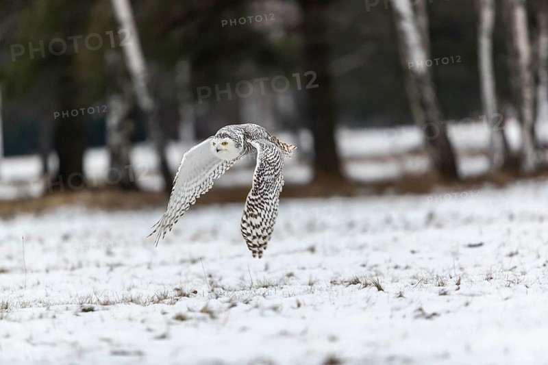 One snowy owl, Bubo scandiacus, Bubo scandiaca, Nyctea scandiaca flying over a snowy meadow with a forest of birch trees in the background