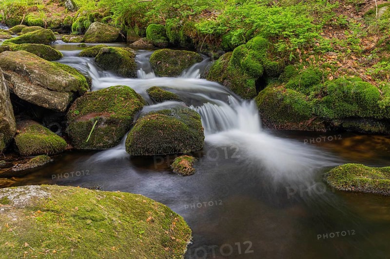 Kleine Ohe creek below Waldhaeuser village in the Bavarian Forest Nationalpark. Flowing water, little cascades, mossy stones and fresh green vegetation