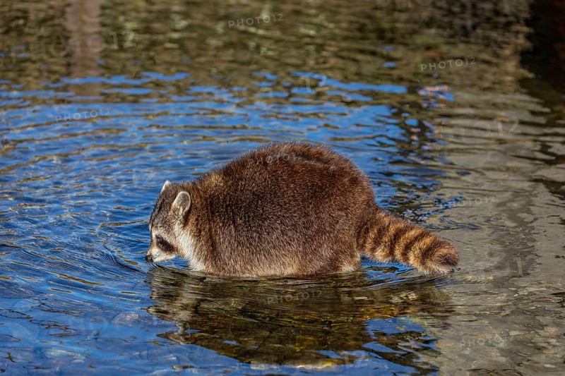One Raccoon, Procyon lotor, looking for food between the pebbles in shallow water