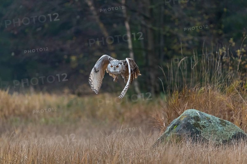One Siberian Eagle Owl (Bubo bubo sibiricus) flying over tall reed grass lakeshore on an autumnal misty cold morning