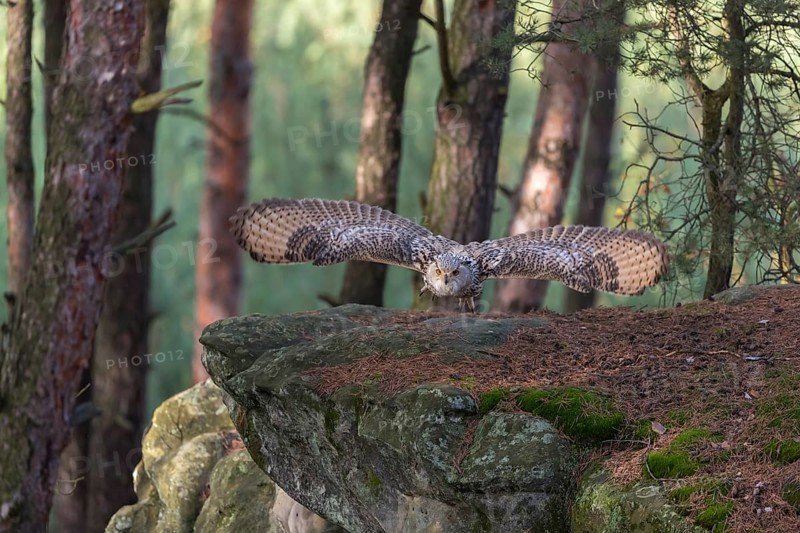 One Siberian Eagle Owl (Bubo bubo sibiricus) flying thru a forest. Rocks and trees in the background