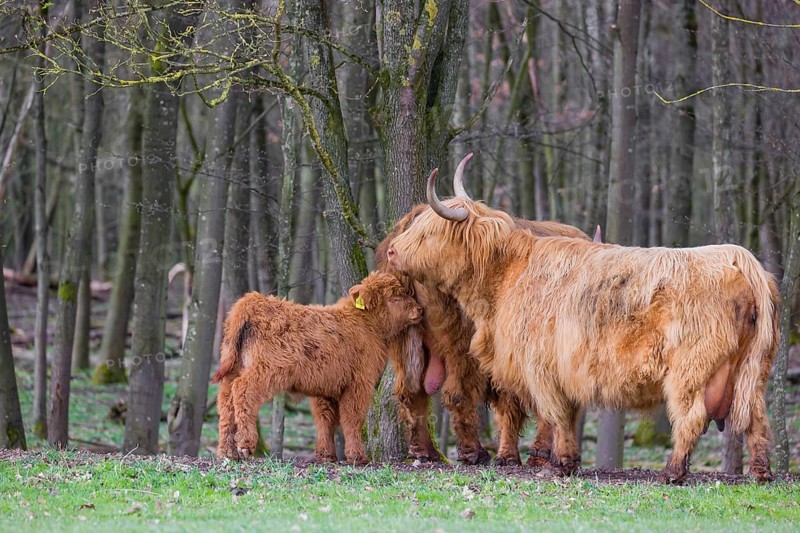 A family of Highlands (Bos (primigenius), a bull, a cow and a calf stand at a forest edge