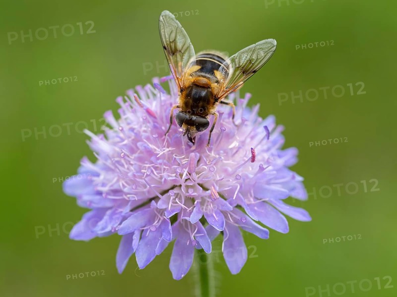 Fly, hoverfly, insect, (Eristalis horticol), Black Forest, Feldberg region, Baden-Württemberg, Germany, Europe