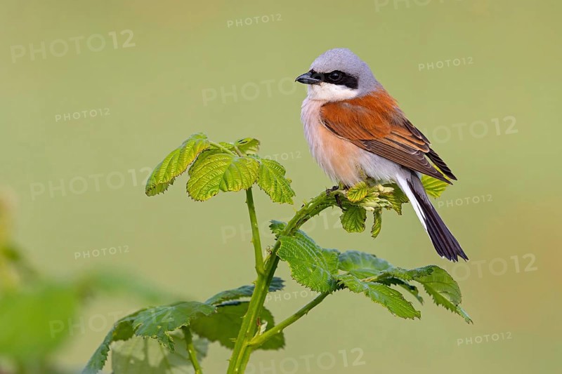 Red-backed shrike, red-backed shrike, thorn-backed shrike, family of shrikes, (Lanius collurio), male, Hockenheim, Baden-Württemberg, Germany, Europe