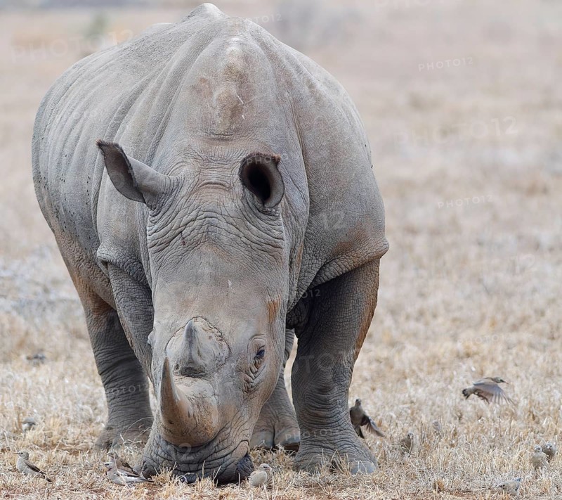 Southern white rhinoceros (Ceratotherium simum simum) surrounded by birds, adult male feeding on dry grass, facing camera, Kruger National Park, South Africa, Africa