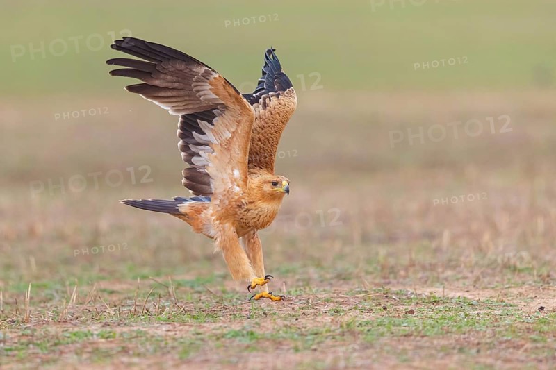 Spanish imperial eagle (Aquila adalberti), El Millaron Imperial Eagle Hid, Salorino, Extremadura Caceres, Spain, Europe