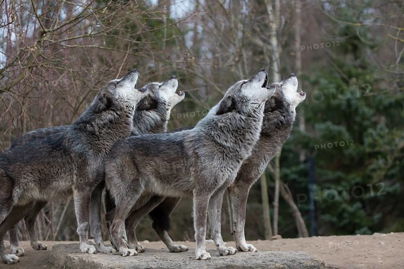 Four Northern Timber wolves (Canis lupus occidentalis), or Mackenzie Valley wolf, howling with forest in background. Sideview