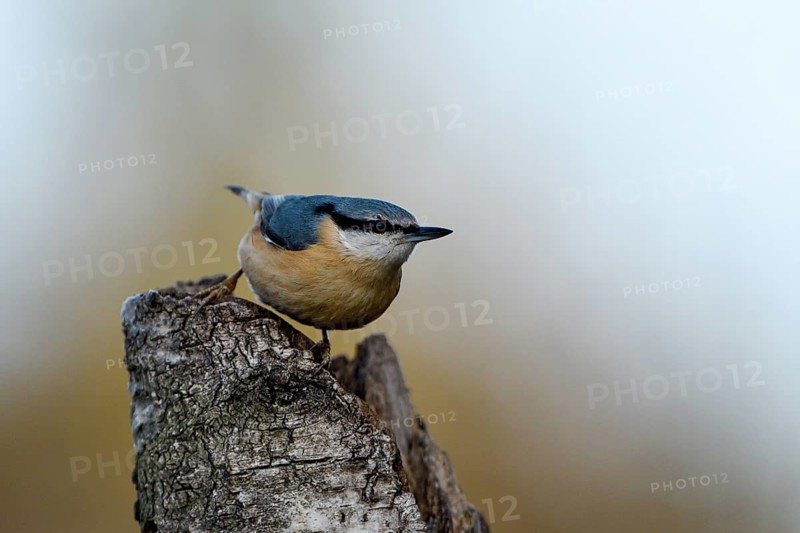 Nuthatch (Sitta europaea), adult bird, Dingdener Heide nature reserve, North Rhine-Westphalia, Germany, Europe