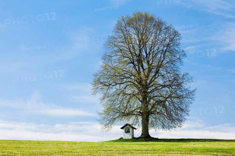 Large lime tree watches over a Helgenstöckli near Wittenbach, Canton St. Gallen, Switzerland, Europe