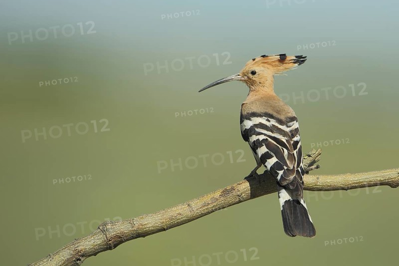 Hoopoe (Upupa epops), Branch, Embalse de Guadiloba, Caceres, Extremadura, Spain, Europe