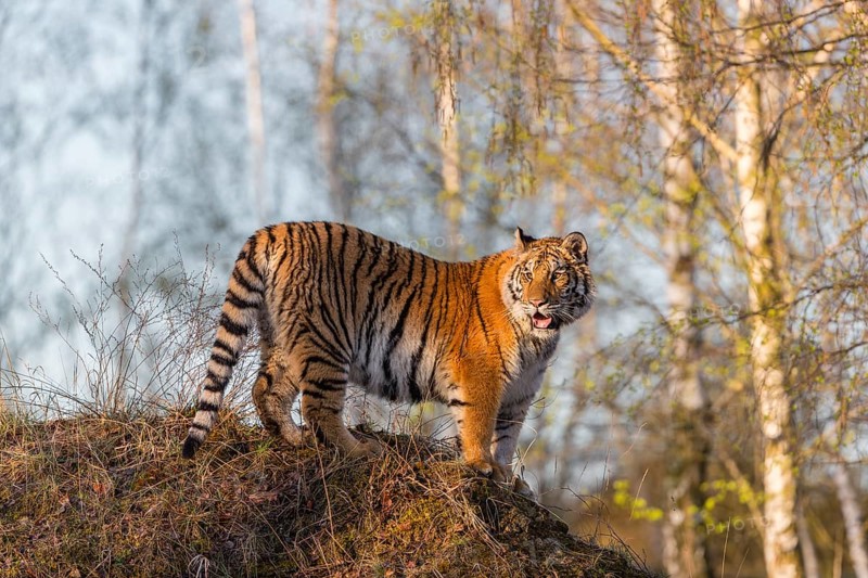One young female Siberian Tiger, Panthera tigris altaica, posing on top of a small hill in a birch tree forest. Early morning light