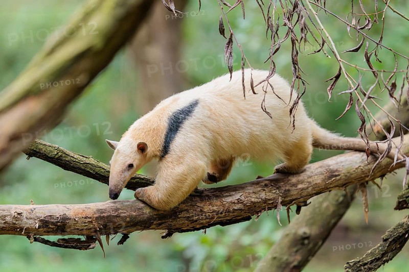 A southern tamandua (Tamandua tetradactyla), walks on a branch of a tree in a forest