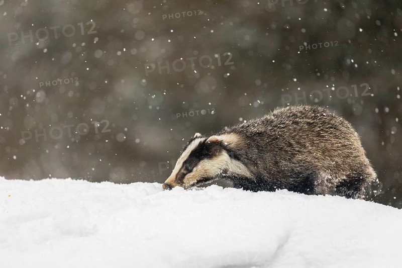 One young European badger (Meles meles) walking through deep snow during snow fall