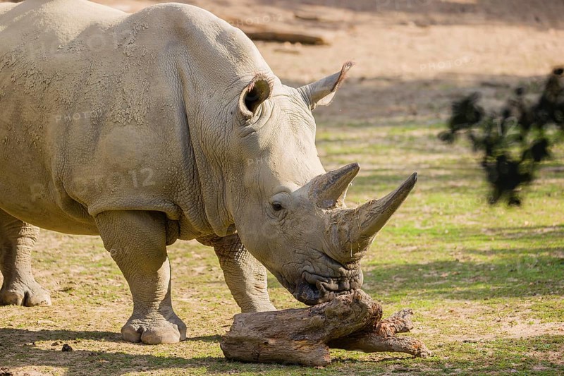 Side view portrait of a white rhinoceros (Ceratotherium simum) in bright sunlight