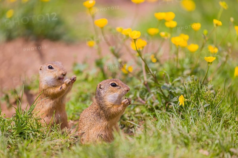 Two adult European ground squirrel (Spermophilus citellus) or European souslik sit in green gras next to a flowering Ranunculus and eat something