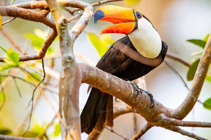 Giant toucan (Ramphastos toco) Pantanal Brazil