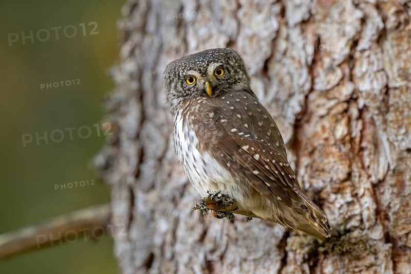 Pygmy Owl (Glaucicium passerinum), sitting on the branch of a tree, Pirchner Ast, Schwaz, Tyrol, Austria, Europe